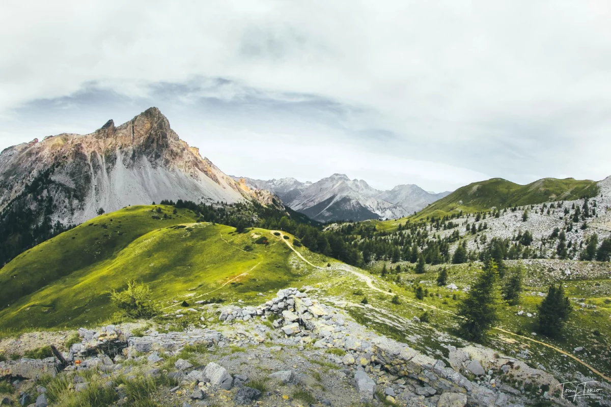 Kuchnia roslinna, wegetarianizm i weganizm